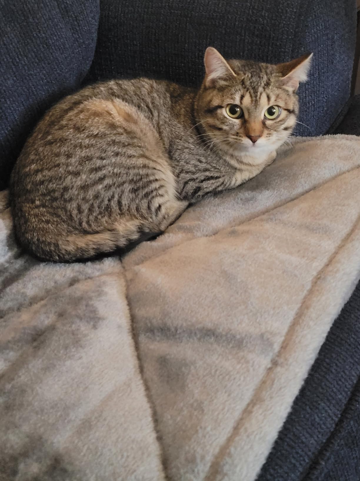 Self-Warming Cat Dog Quilted Pillow Bed
