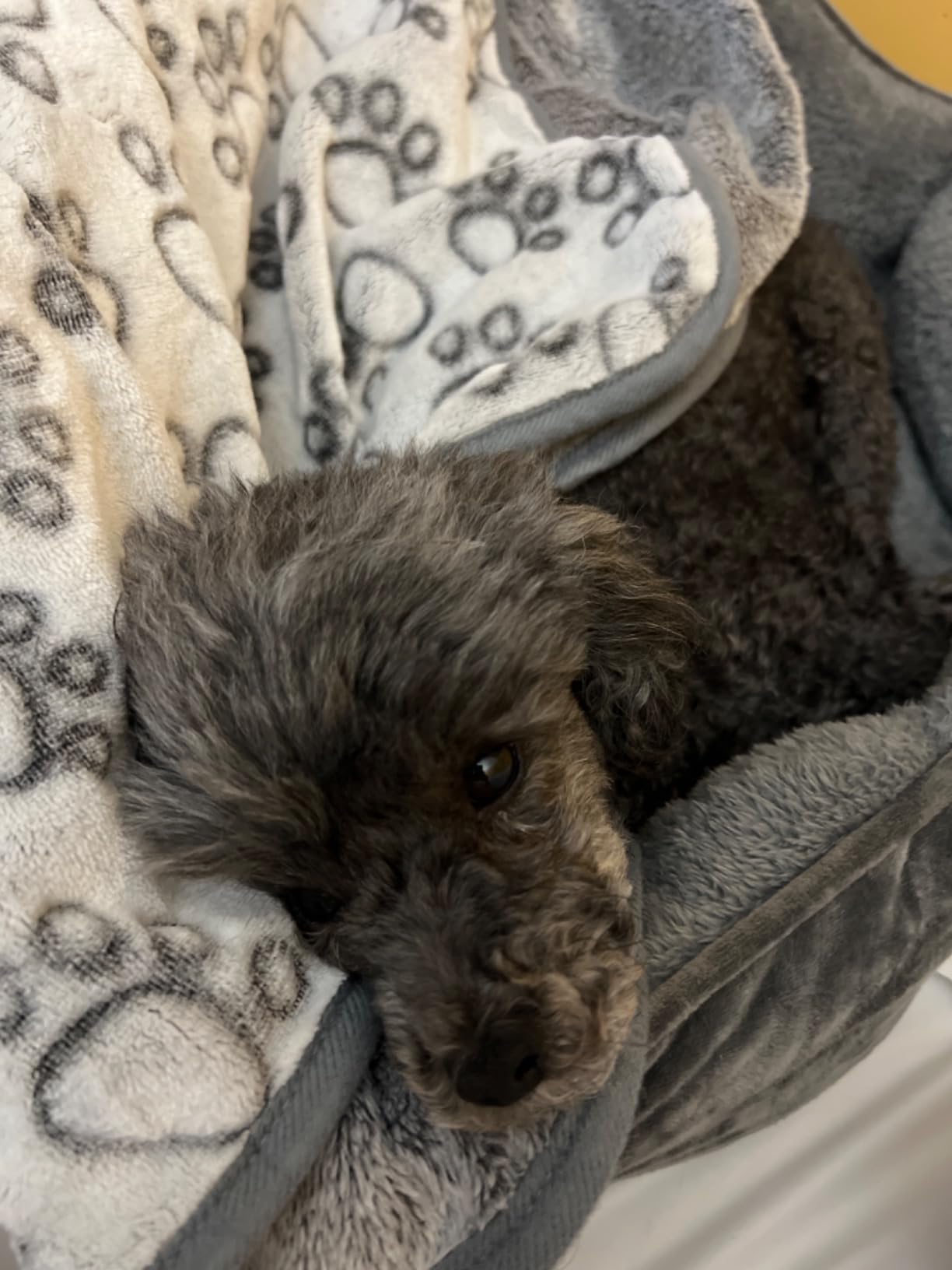 Dog Cat Flannel Cute Paw Print Blanket