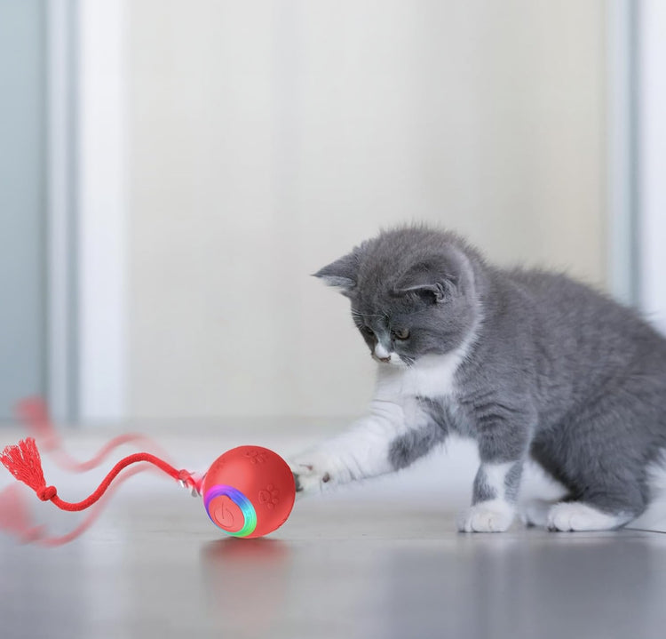 Cat Toys