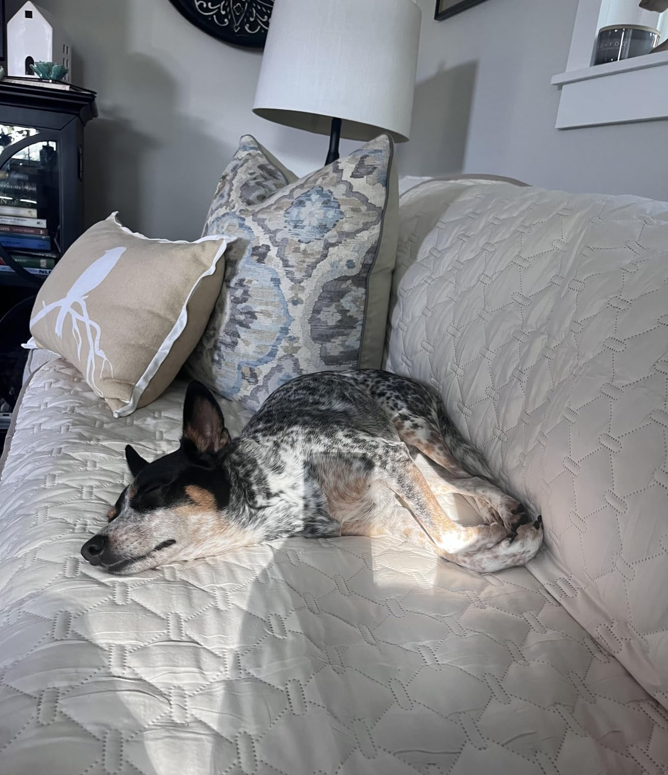 3X Stronger Waterproof Pet Mat Cover