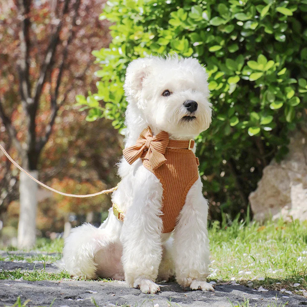 White dog wearing a brown sweater and bow tie sitting on a stone path with greenery in the background