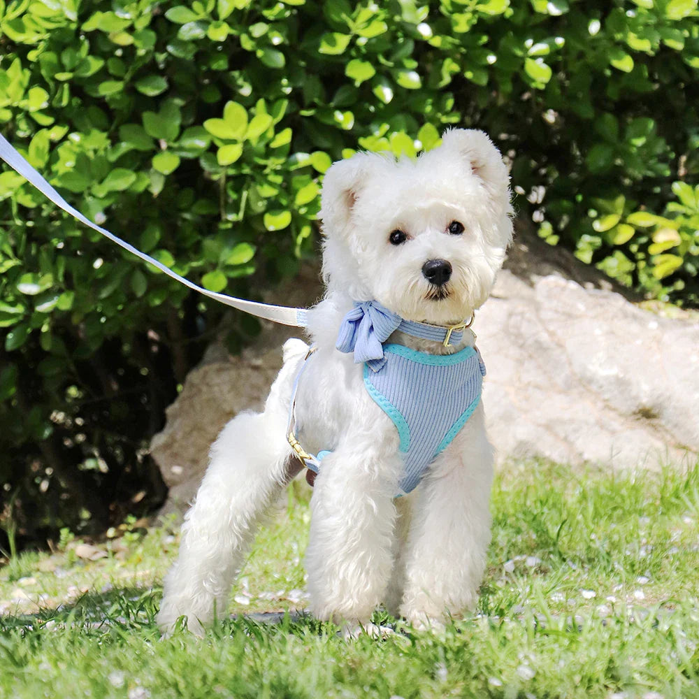 Breathable Dog Collar Harness Leash Set