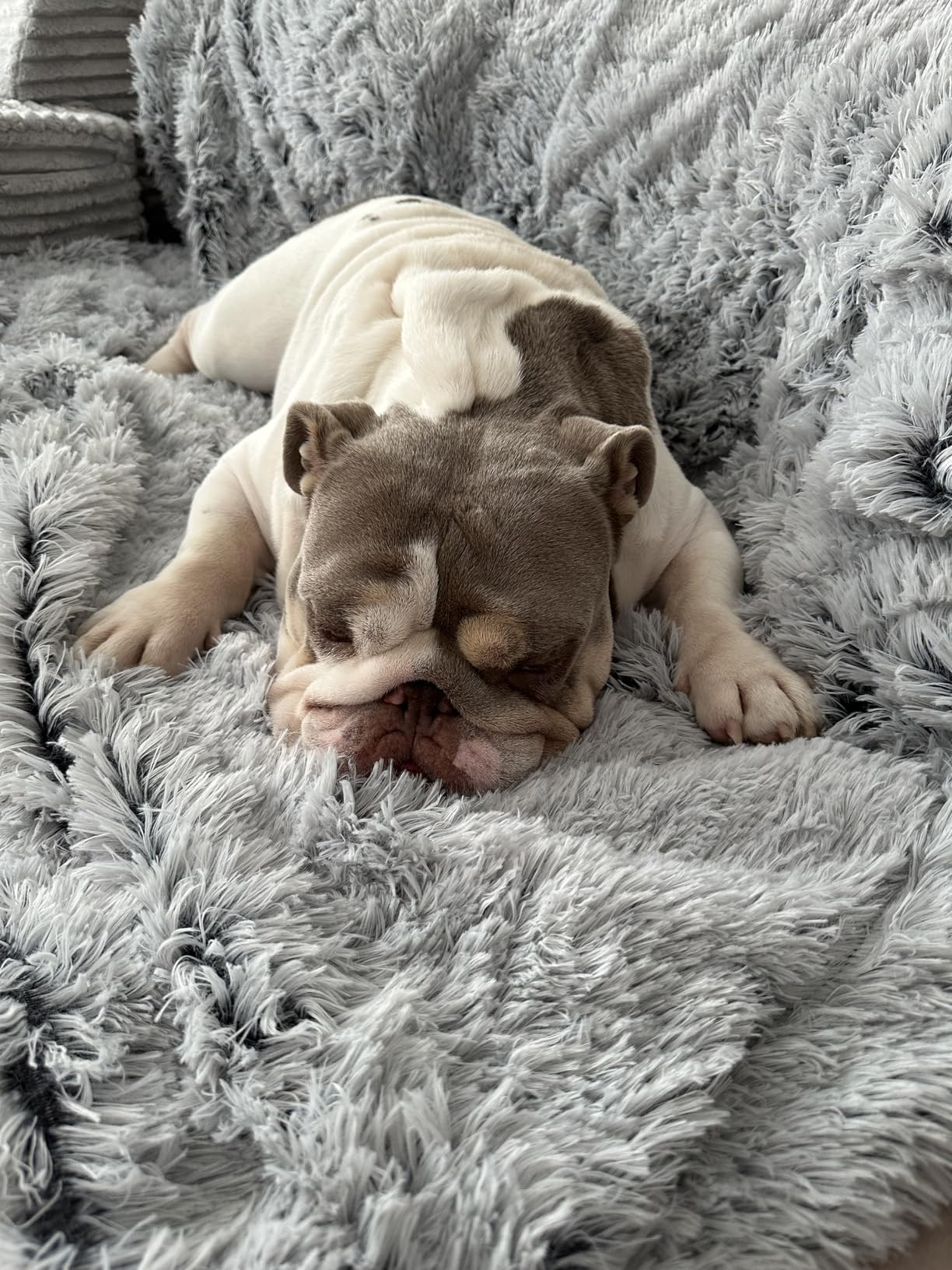 Mist Gray Shaggy Plush Dog Blanket