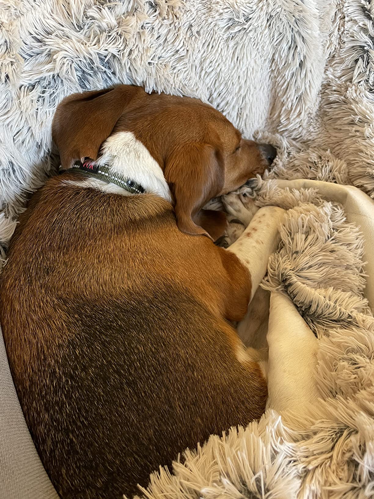 Mist Gray Shaggy Plush Dog Blanket