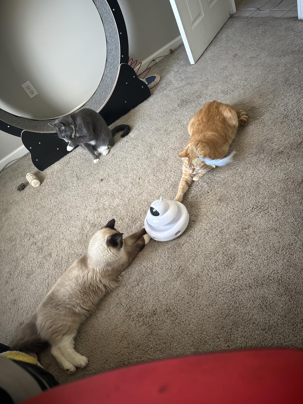 Motion Activated Fluttering Butterfly Cat Toy