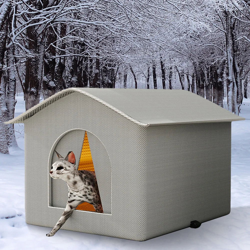 Outdoor Cat Stray Feral House