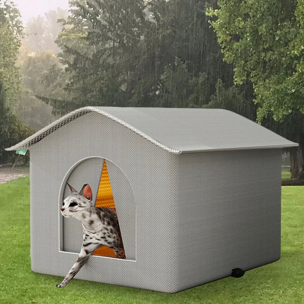 Outdoor Cat Stray Feral House
