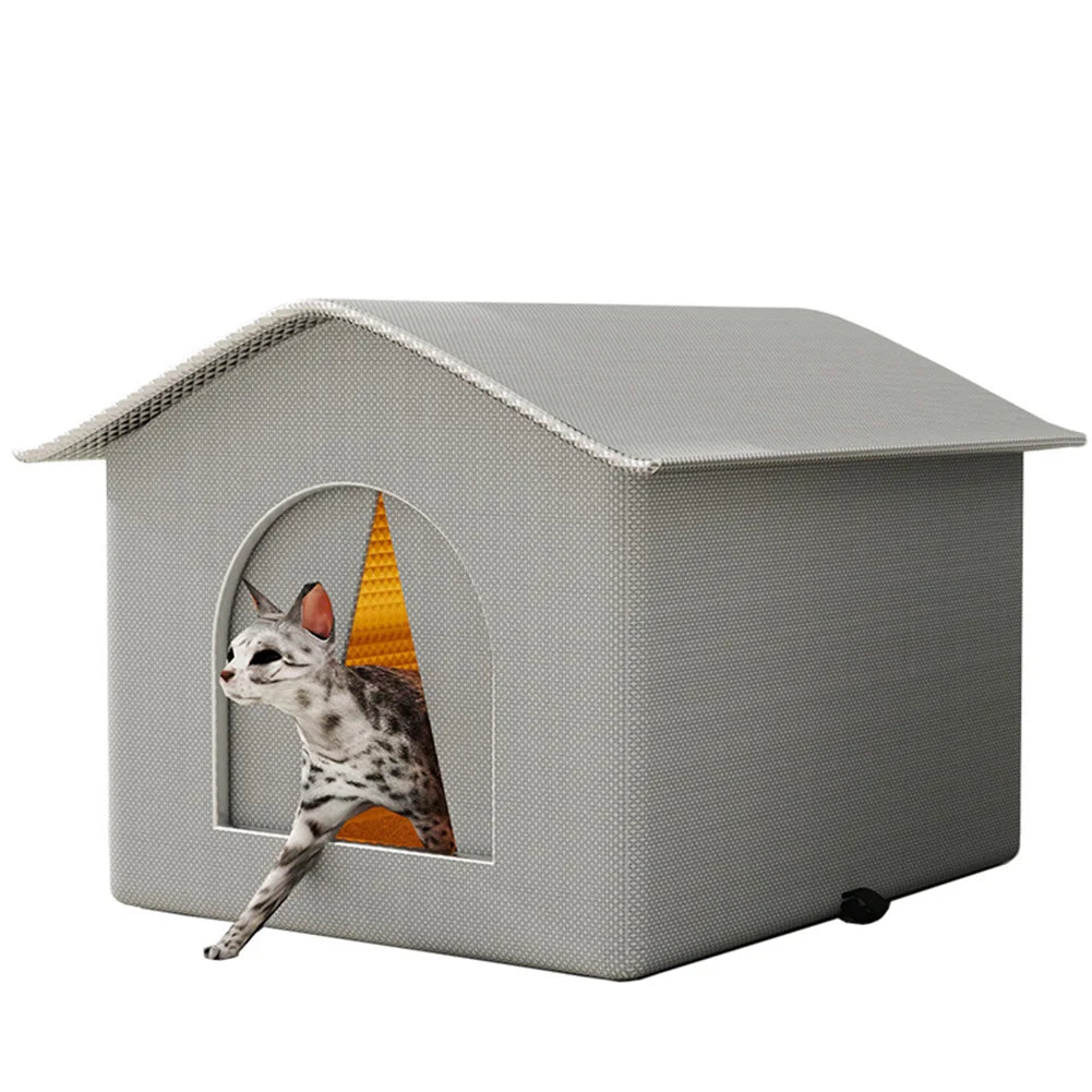 Outdoor Cat Stray Feral House