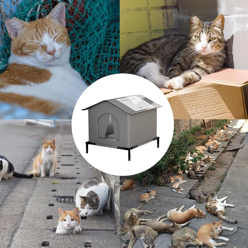 Outdoor Cat Stray Feral House