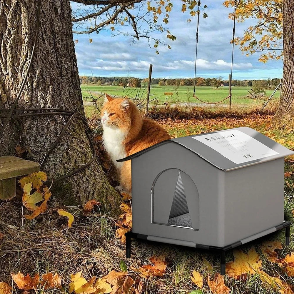 Outdoor Cat Stray Feral House