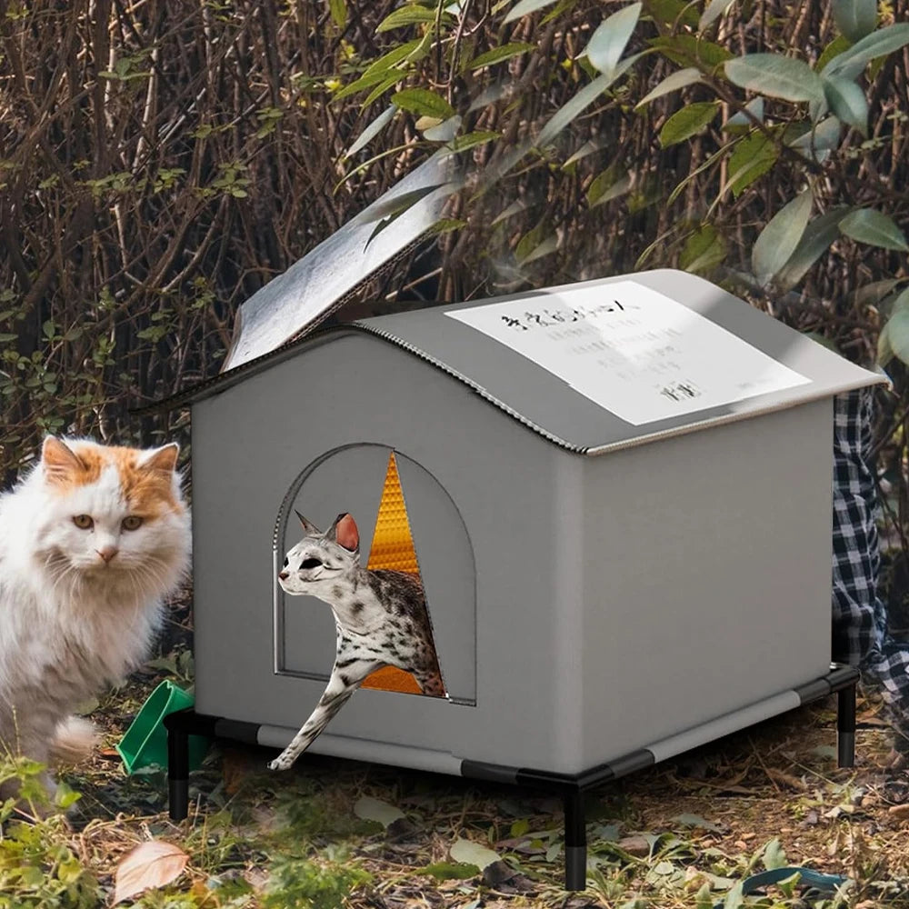 Outdoor Cat Stray Feral House