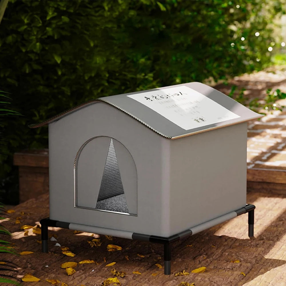 Outdoor Cat Stray Feral House